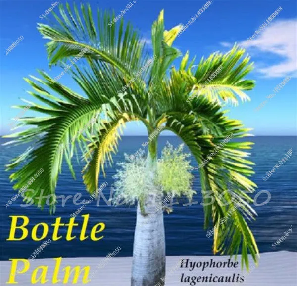 20 Pcs/bag Bottle Palm Seeds Exotic Plants Tree Bonsai Pots Planters Tropical Ornamental Balcony for Home & Garden Decoration