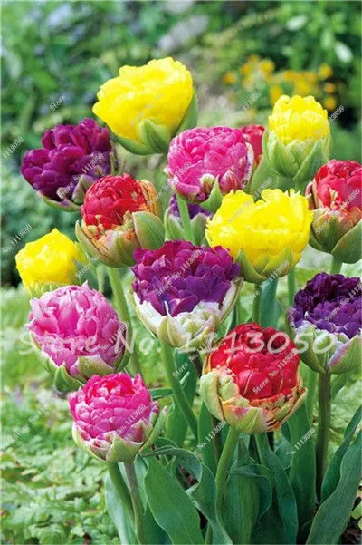 30PCS Tulip Seeds, Aroma Tulip Plants,Rare Ice Cream,Flower Pot Planters, DIY for Home and Garden,Bonsai Plants for Decoration