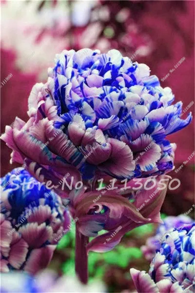 30PCS Tulip Seeds, Aroma Tulip Plants,Rare Ice Cream,Flower Pot Planters, DIY for Home and Garden,Bonsai Plants for Decoration