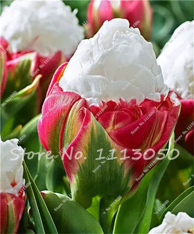 30PCS Tulip Seeds, Aroma Tulip Plants,Rare Ice Cream,Flower Pot Planters, DIY for Home and Garden,Bonsai Plants for Decoration