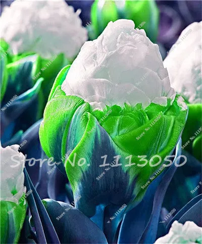 30PCS Tulip Seeds, Aroma Tulip Plants,Rare Ice Cream,Flower Pot Planters, DIY for Home and Garden,Bonsai Plants for Decoration