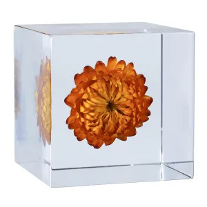 Acrylic Cube with Real Xerochrysum Inside 6cm Cube Colorful Aesthetic Shelf Decor Desk Decor Paperweight Unique Gifts