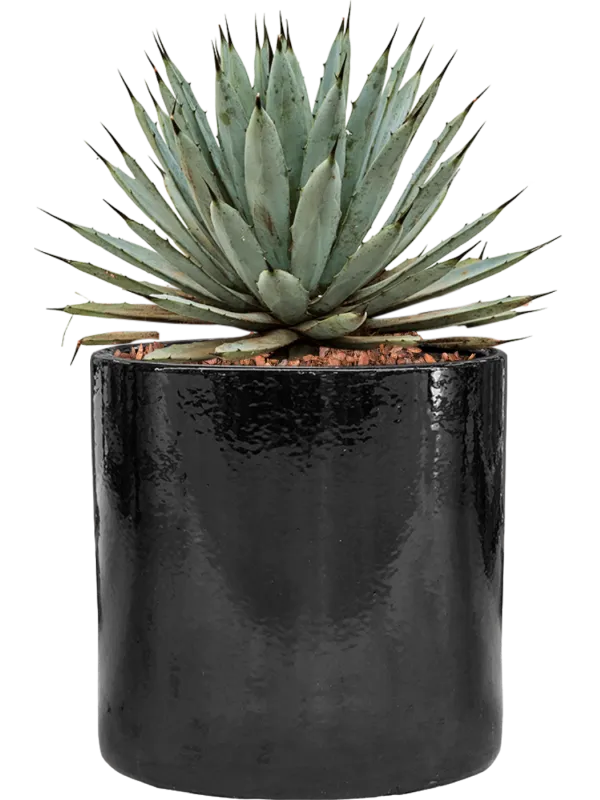 Agave macroacantha in Cylinder Office Plant With Pot 40cm Height 26cm Dia