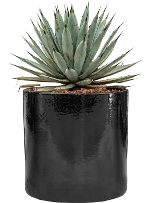 Agave macroacantha in Cylinder Office Plant With Pot 40cm Height 26cm Dia