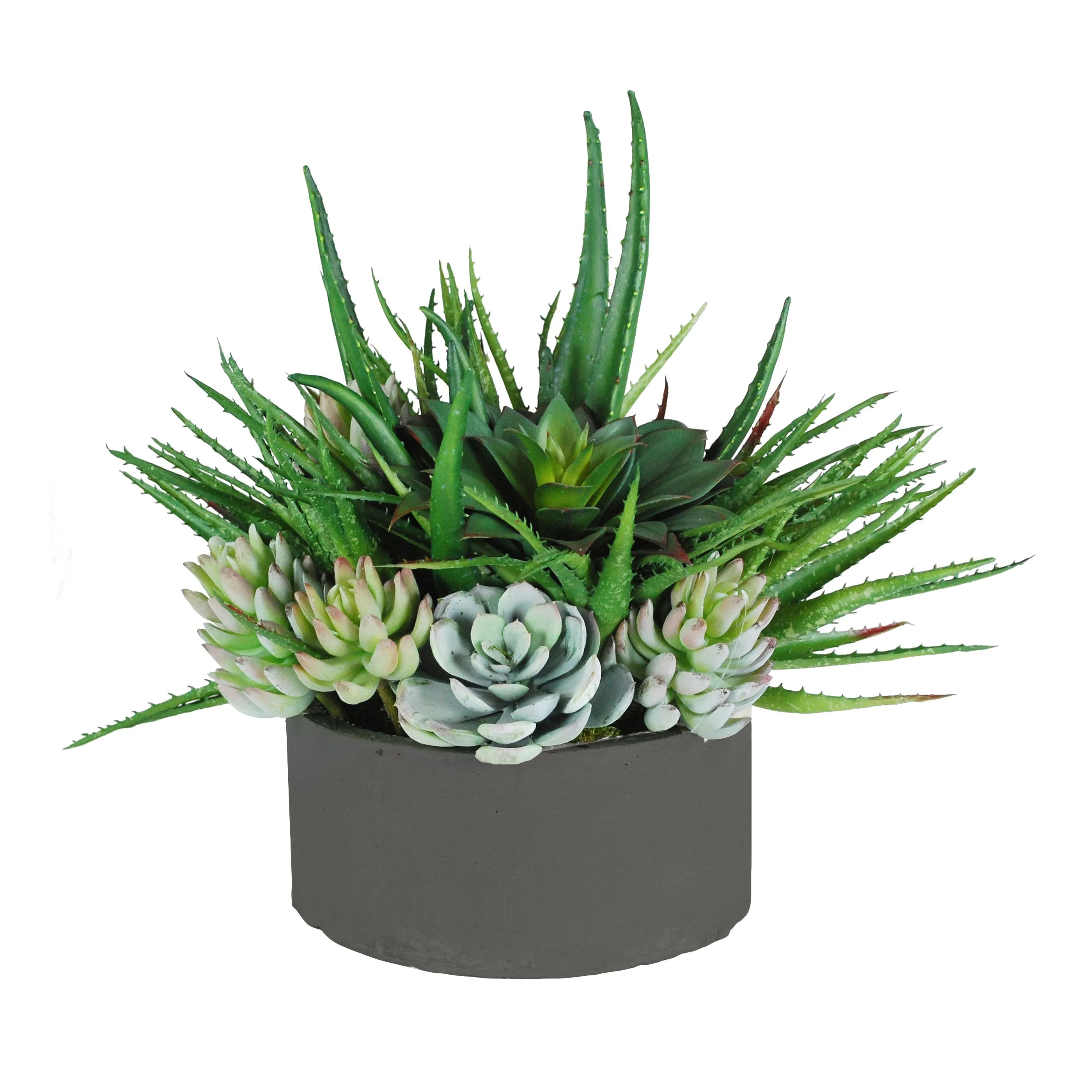 ALOE SUCCULENTS MIX IN TRAY 15"