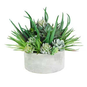 ALOE SUCCULENTS MIX IN TRAY 16"