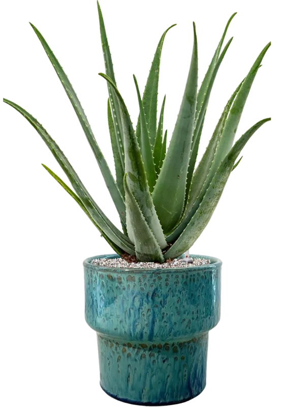 Aloe vera barbadensis in Splanky Office Plant With Pot 80cm Height 30cm Dia