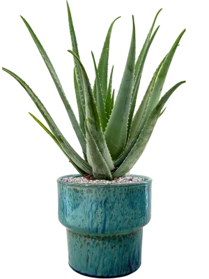 Aloe vera barbadensis in Splanky Office Plant With Pot 80cm Height 30cm Dia