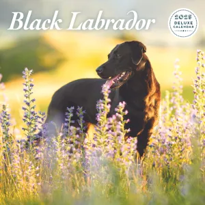 Black Labrador Deluxe Calendar 2025