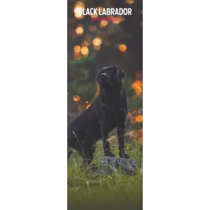 Black Labrador Slim Wall Calendar 2025