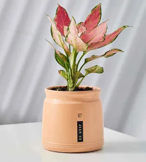 Blush Barrel Ceramic Pot – Soft Peach Indoor Planter