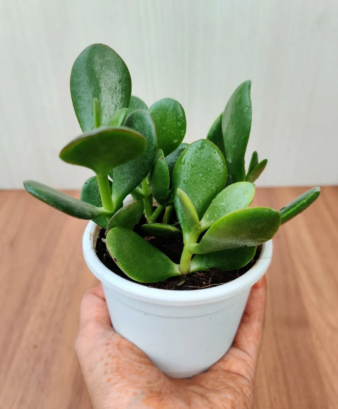 Crassula ovata, Jade Plant (Big leaf) Succulent Plant in (10 cm) Pot