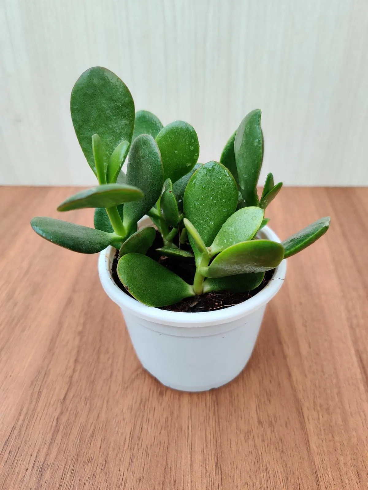 Crassula ovata, Jade Plant (Big leaf) Succulent Plant in (10 cm) Pot