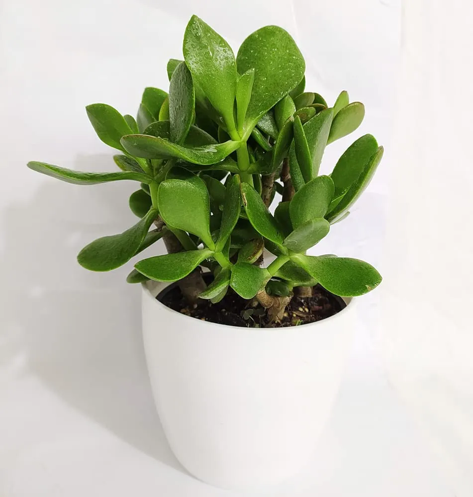 Crassula ovata, Jade Plant (Big leaf) Succulent Plant in (10 cm) Pot