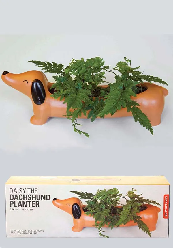 Daisy The Dachshund | PLANTER