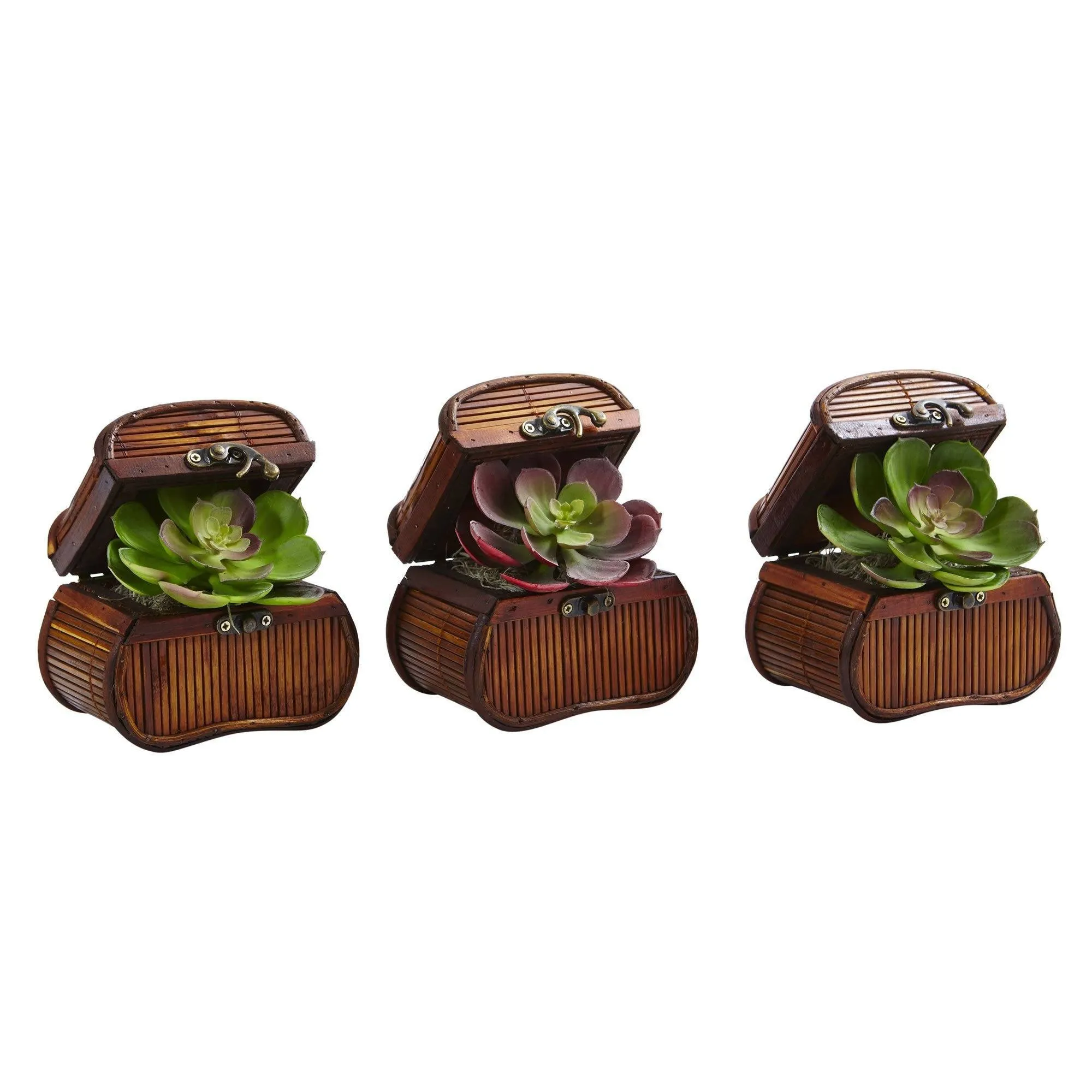 Echeveria in Chest (Set of 3)