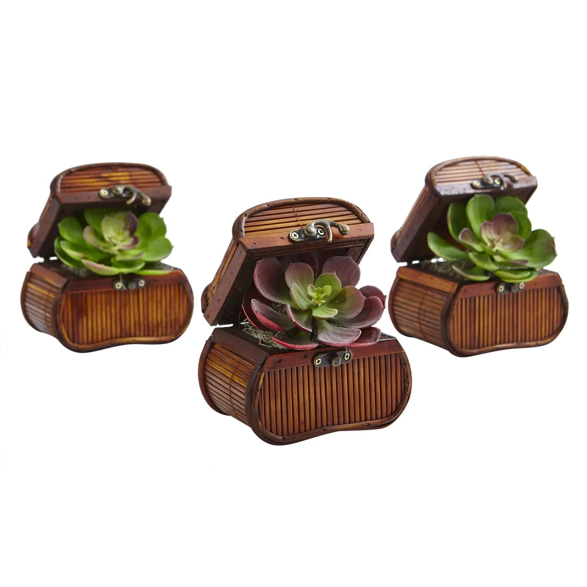 Echeveria in Chest (Set of 3)