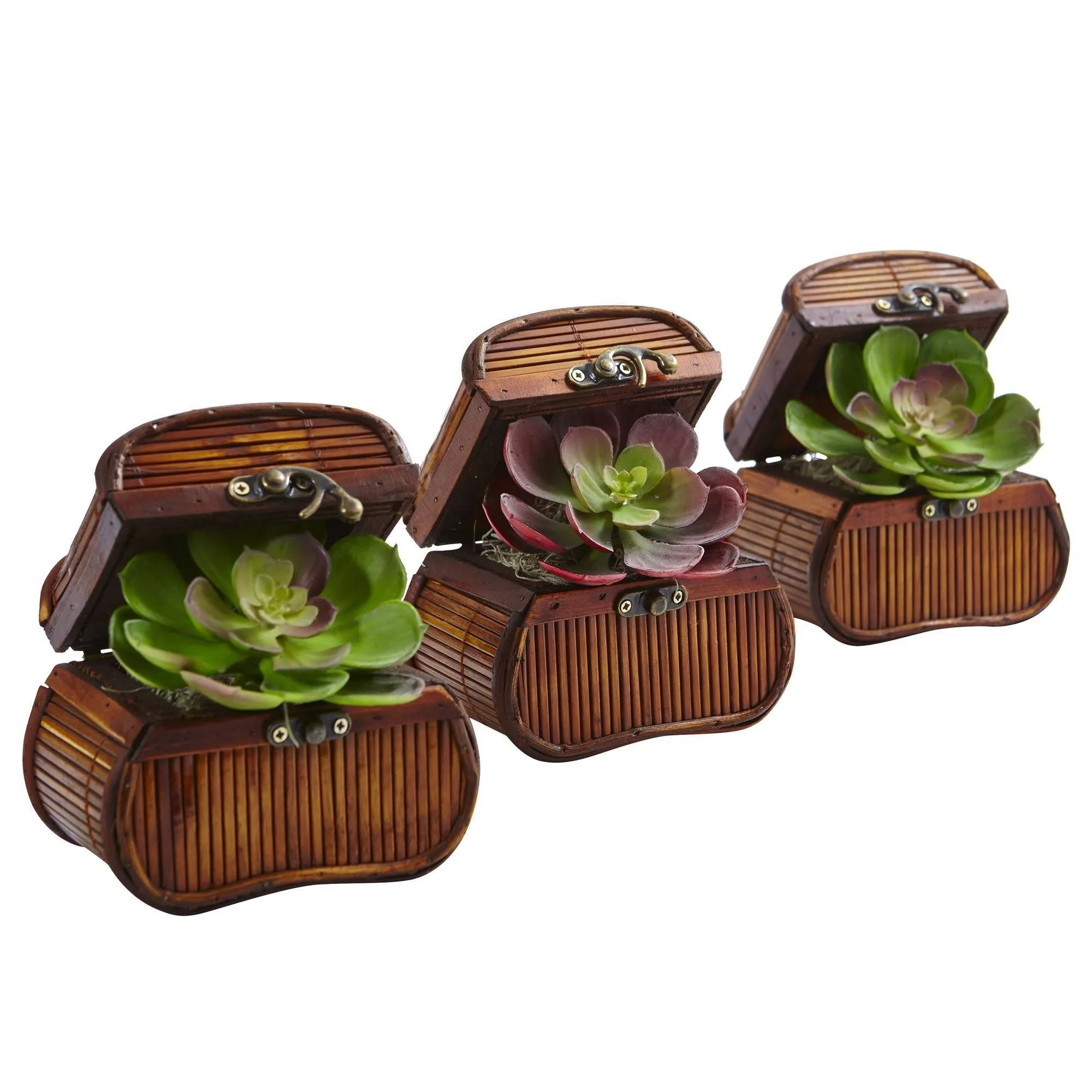 Echeveria in Chest (Set of 3)