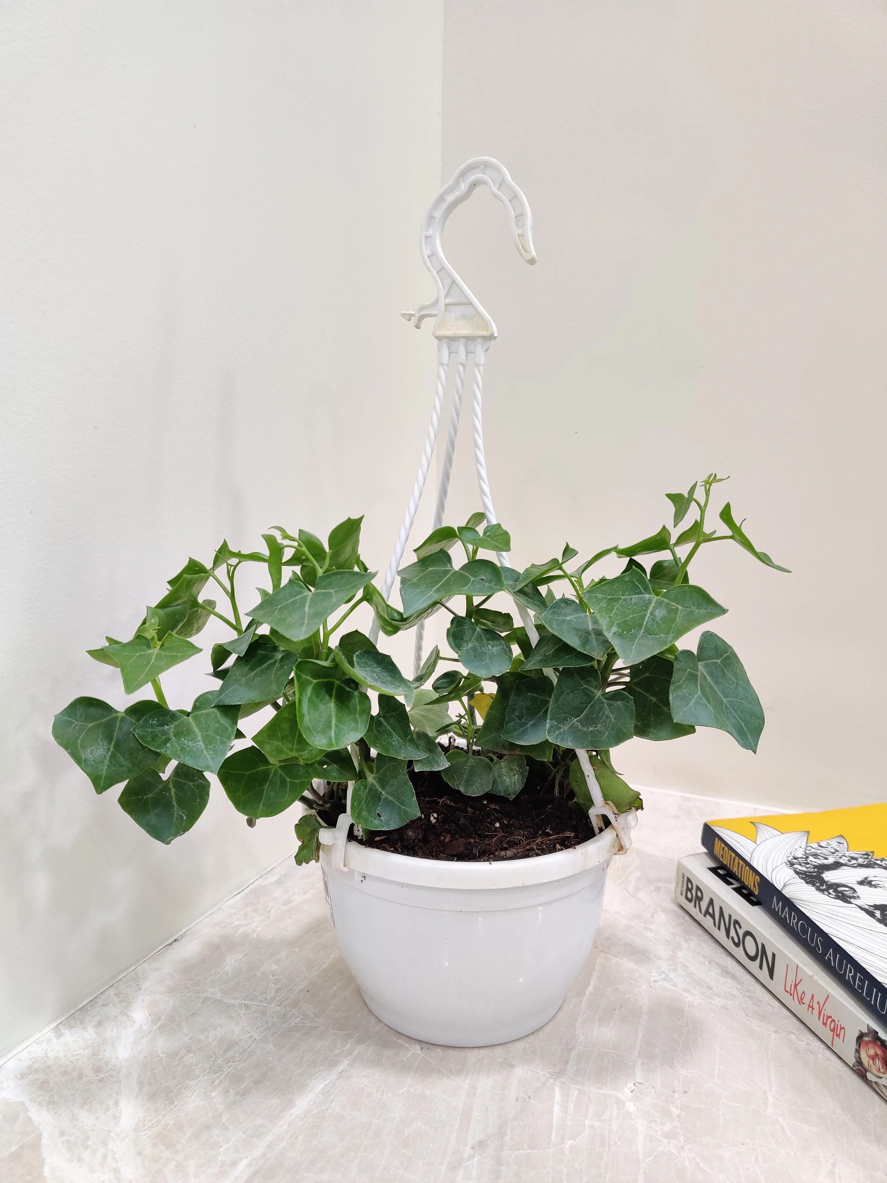 English Ivy Plant In Hanging Planter