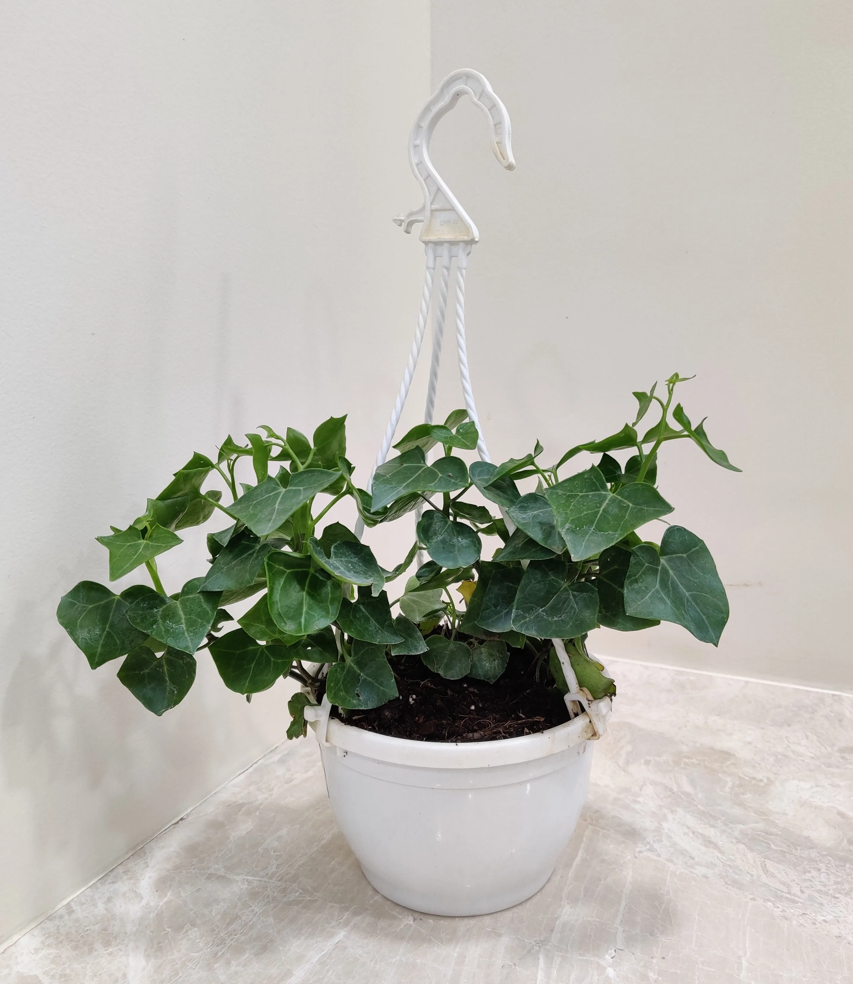 English Ivy Plant In Hanging Planter