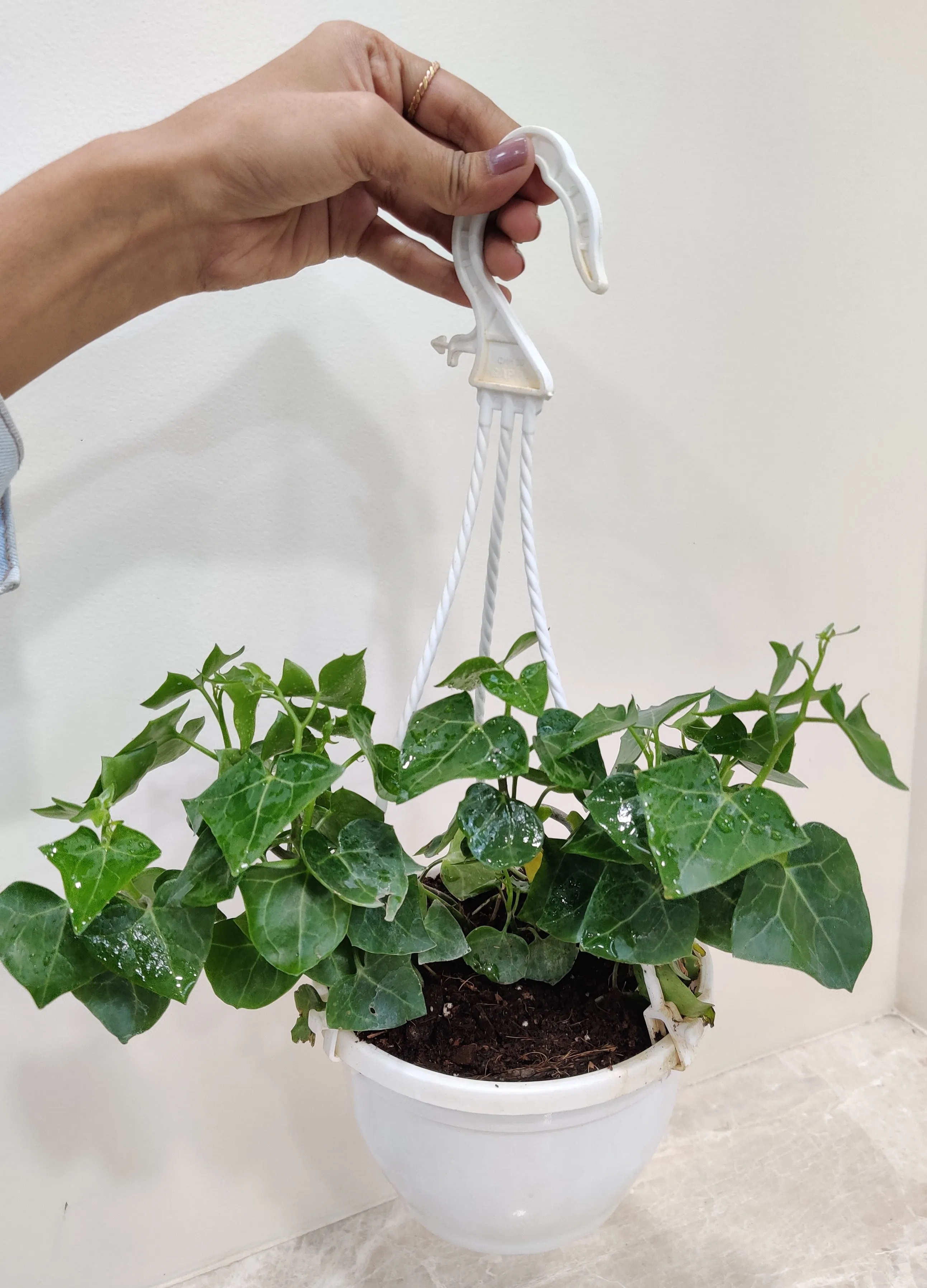 English Ivy Plant In Hanging Planter