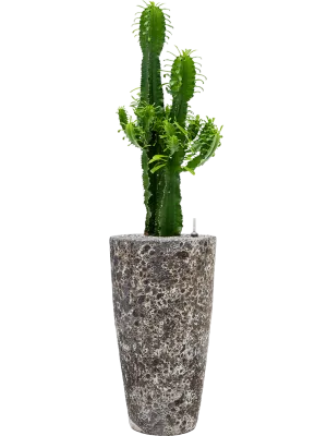 Euphorbia erytrea in Baq Lava Office Plant With Pot 140cm Height 29cm Dia