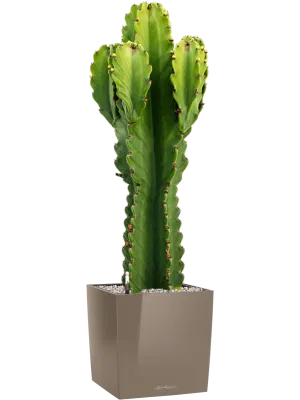 Euphorbia ingens in Lechuza Cube Premium Office Plant With Pot 95cm Height 28cm Dia