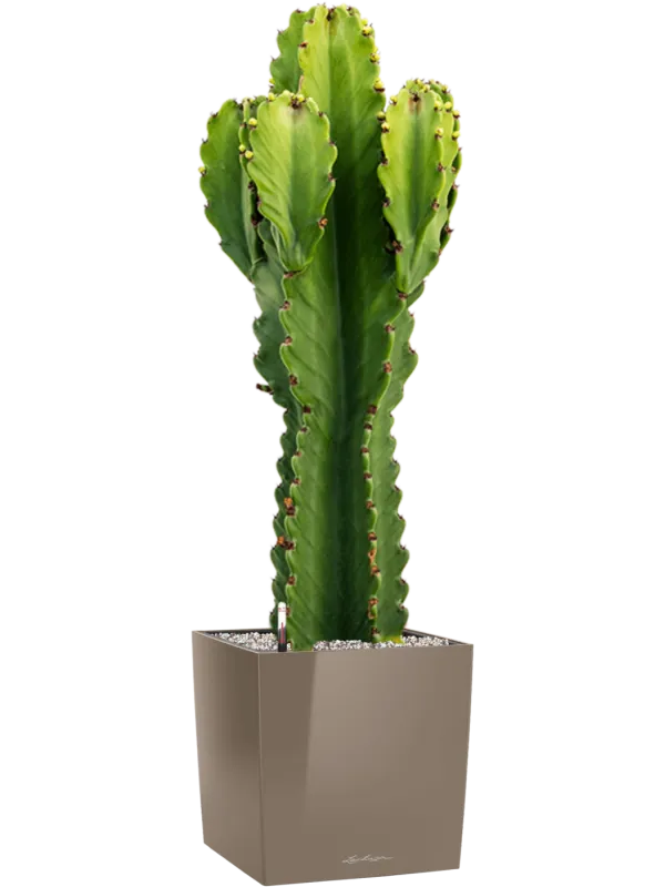 Euphorbia ingens in Lechuza Cube Premium Office Plant With Pot 95cm Height 28cm Dia