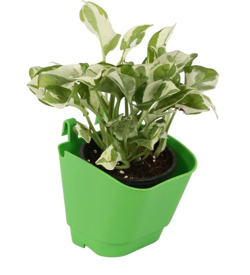 Green Vertical Hook Pot