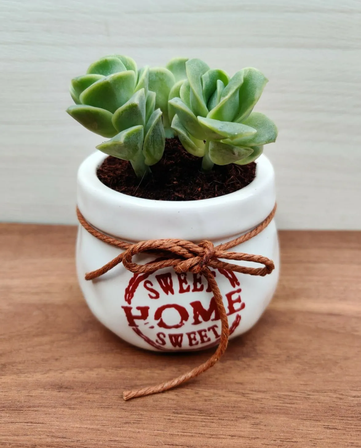 Heart Leaf Hoya in Grey Ceramic Pot - Romantic Gift for Home and Office Décor