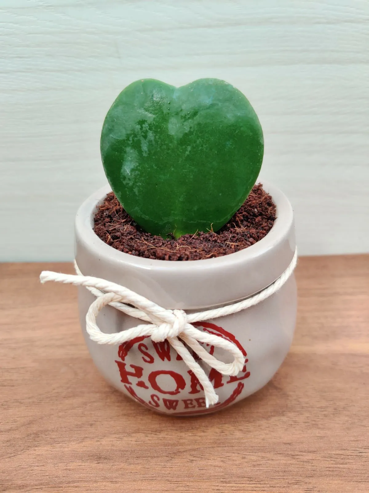 Heart Leaf Hoya in Grey Ceramic Pot - Romantic Gift for Home and Office Décor