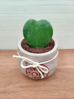 Heart Leaf Hoya in Grey Ceramic Pot - Romantic Gift for Home and Office Décor