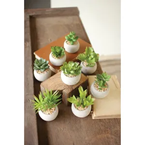 Kalalou - SET OF EIGHT SMALL SUCCULENTS WITH ROUND CEMENT POT - CNL1080