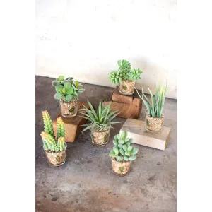 Kalalou - SET OF SIX ARTIFICIAL SUCCULENTS IN GLASS CONTAINERS - CYF1019