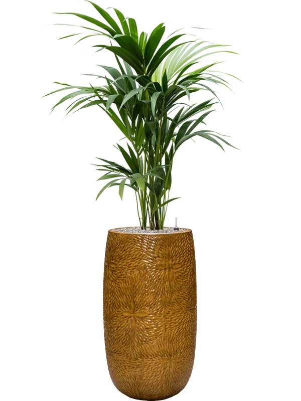 Kentia (Howea) forsteriana in Marly Office Plant With Pot 148cm Height 27.5cm Dia