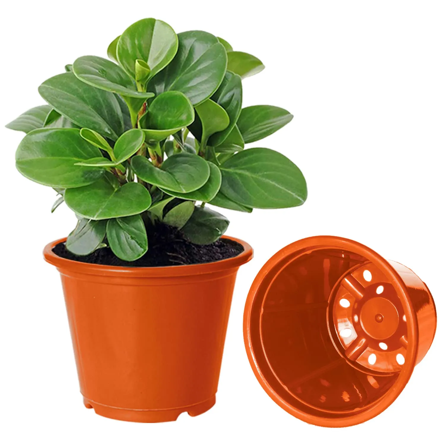 Kuber Industries Plastic Planters|Gamla|Flower Pots for Garden Nursery Home Décor,8"x6",Pack of 8 (Orange)