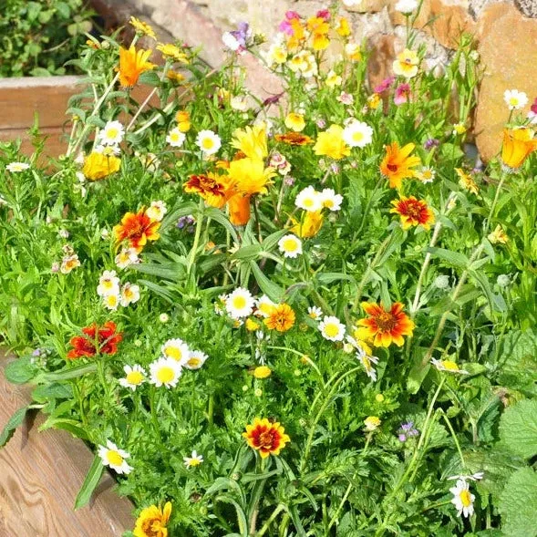 Meadow In My Garden Planters Seed Mix