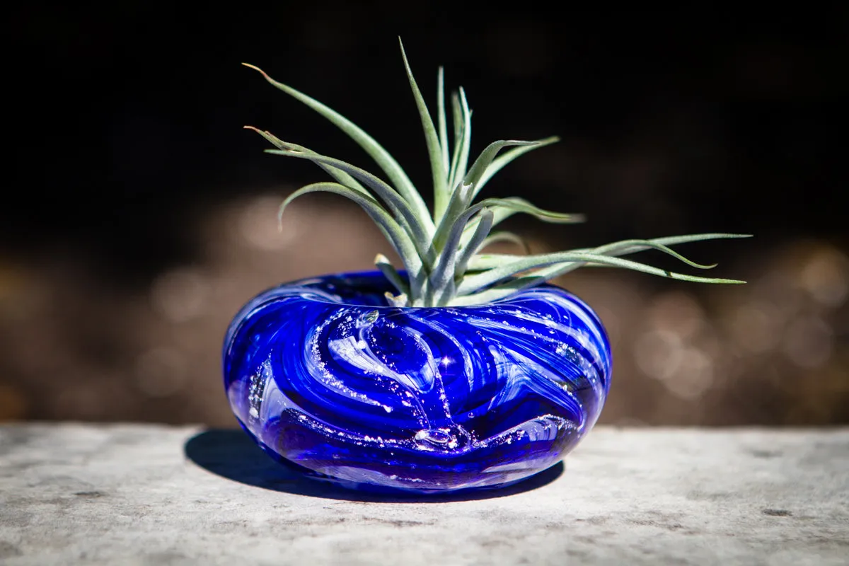 Medium Air Plant Memorial Planter with Cremains