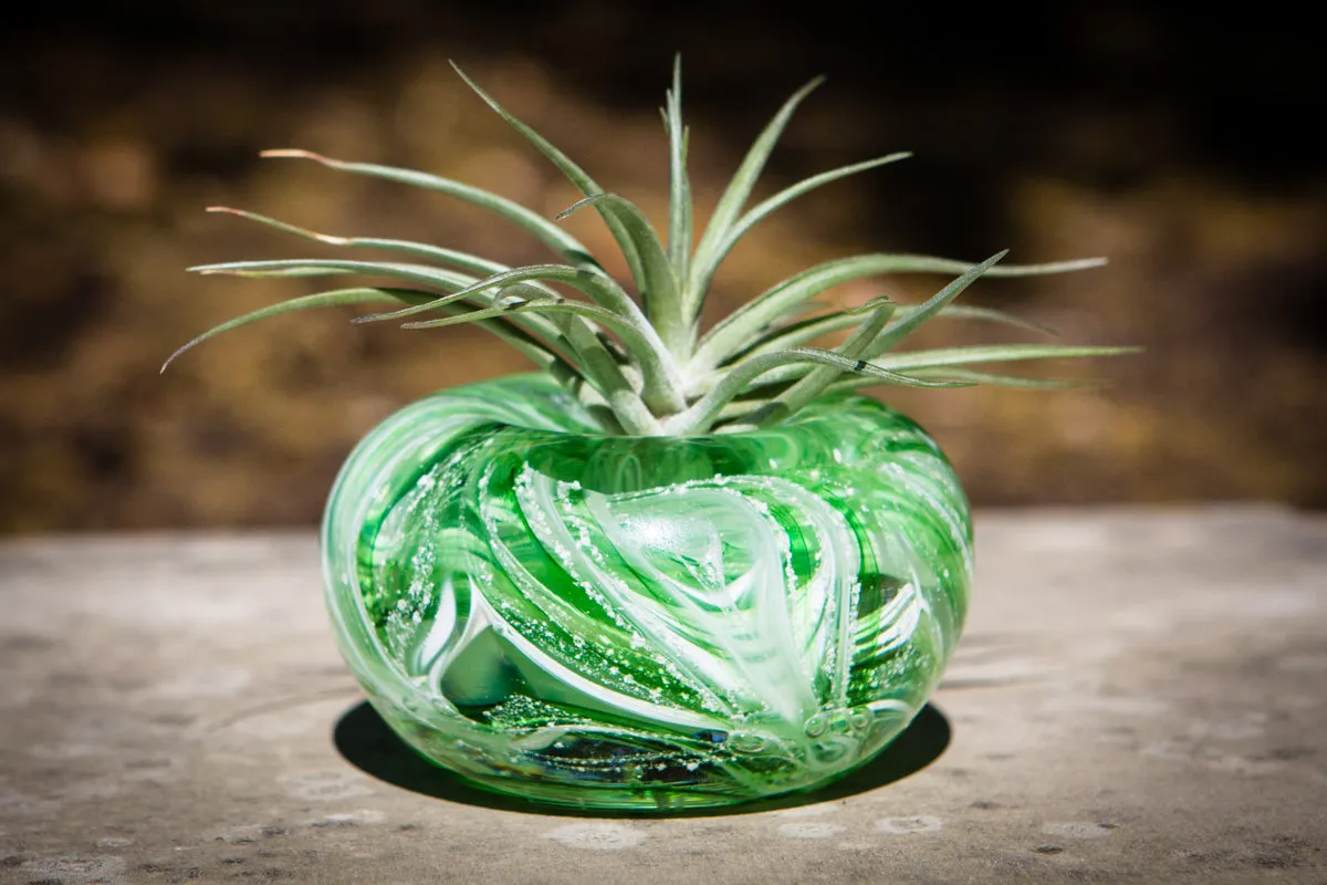 Medium Air Plant Memorial Planter with Cremains