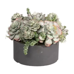 Mix Succulent in Round Tray 9"