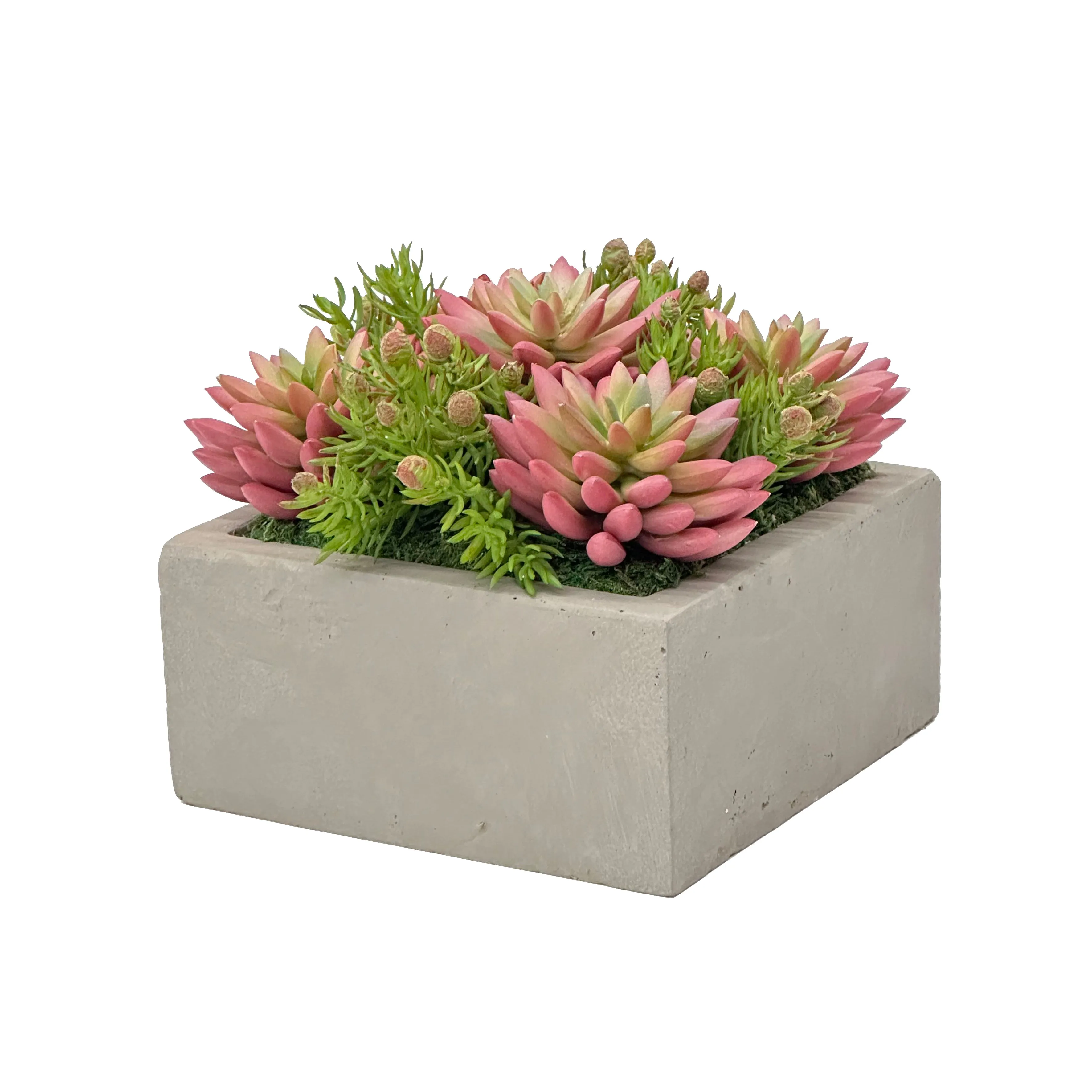 Mix Succulent in Square Planter 8.5"