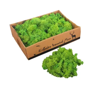 Natural Preserved Fresh Moss Grass