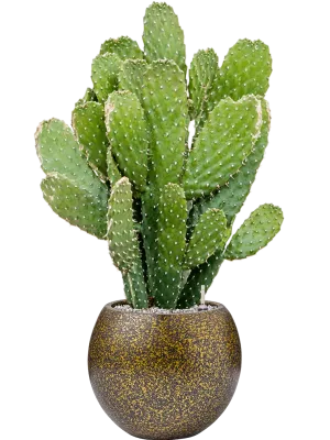 Opuntia consolea in Capi Lux Terrazzo Office Plant With Pot 78cm Height 23cm Dia