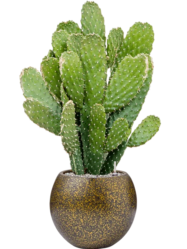 Opuntia consolea in Capi Lux Terrazzo Office Plant With Pot 78cm Height 23cm Dia