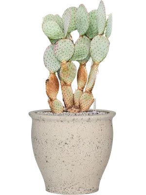 Opuntia santarita in Mediterranean Office Plant With Pot 85cm Height 36cm Dia