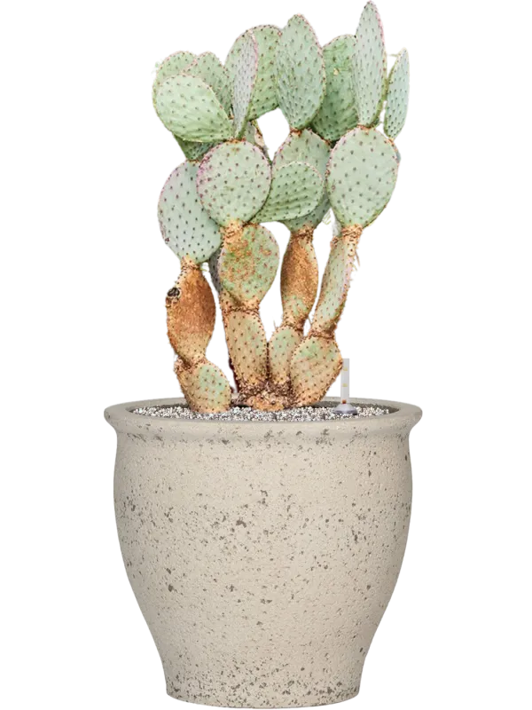 Opuntia santarita in Mediterranean Office Plant With Pot 85cm Height 36cm Dia