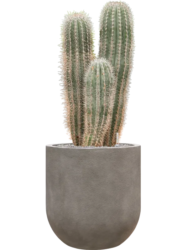 Pachycereus pringlei in Baq Nucast Office Plant With Pot 119cm Height 38cm Dia