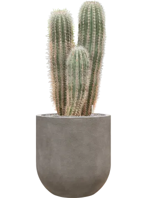 Pachycereus pringlei in Baq Nucast Office Plant With Pot 119cm Height 38cm Dia