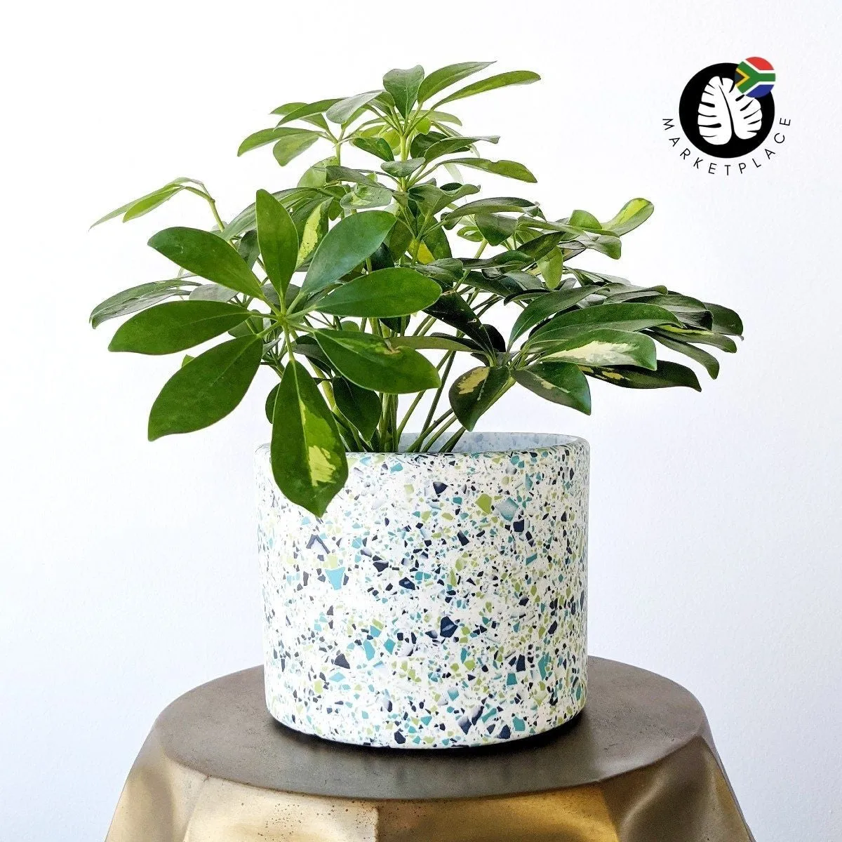 Terrazzo Pot - Birch