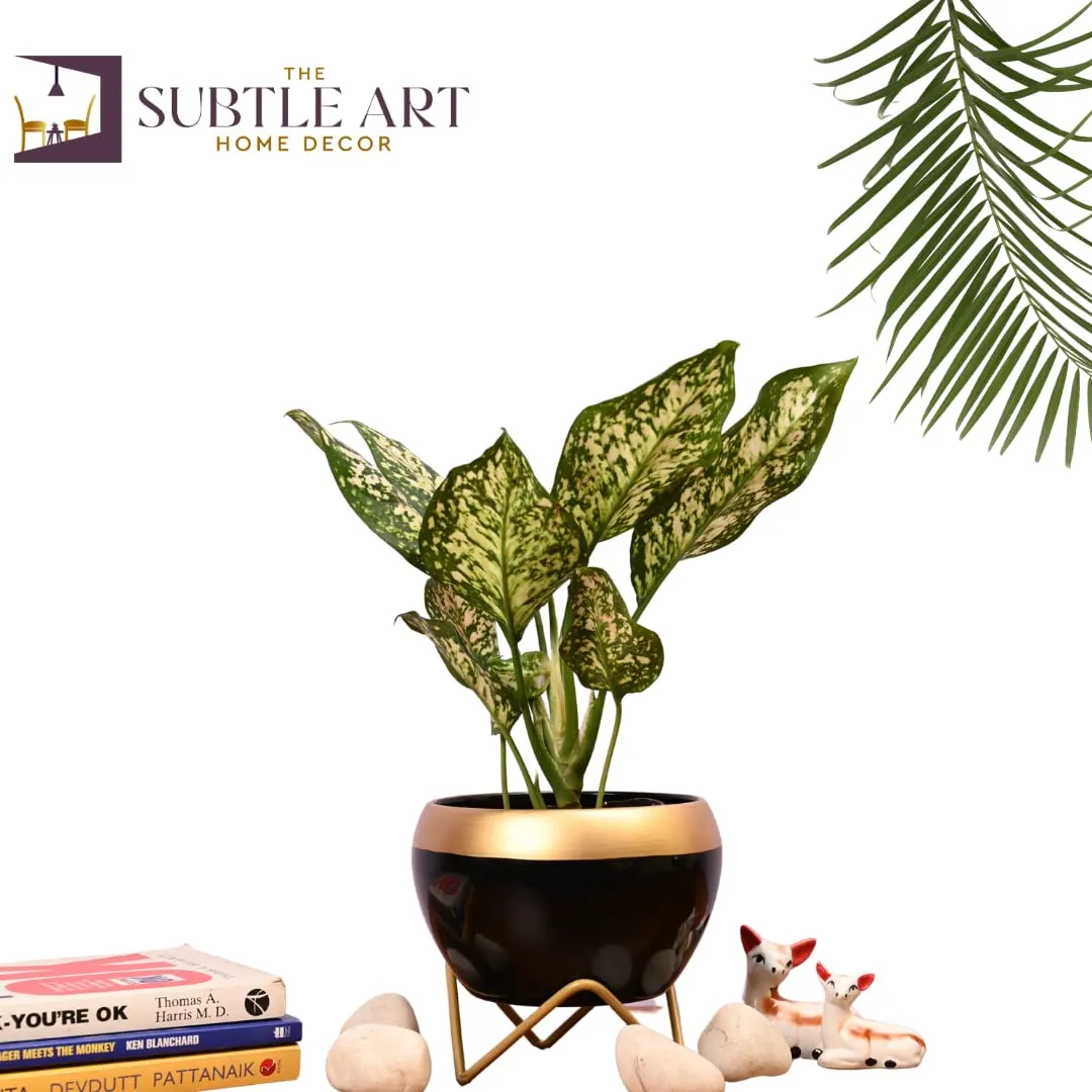 The Subtle Art® Midnight Black Metal Planter Pot with Gold Finish Stand (Pot Size: 10 * 15 cm, Stand Height: 5.5 cm), for Indoor & Outdoor Plants, Living Room, Bedroom, Home & Office Decor, Table Top